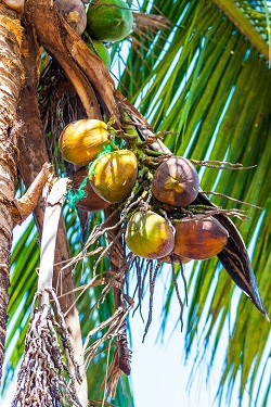 Cocotier cu nuci de cocos